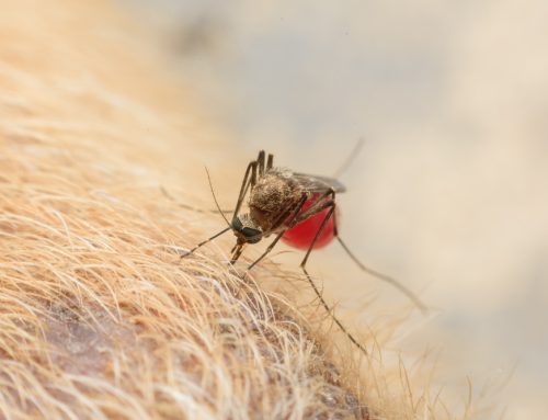 Mosquitoes and Ticks—Protect Your Pet From These Dangerous Parasites