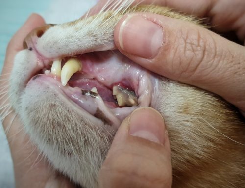 Providing the Best for your Pet: Professional Veterinary Dental Cleaning