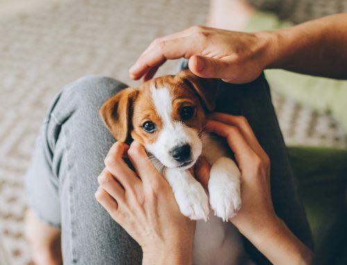Do’s and Don’ts for Your Puppy’s First Year