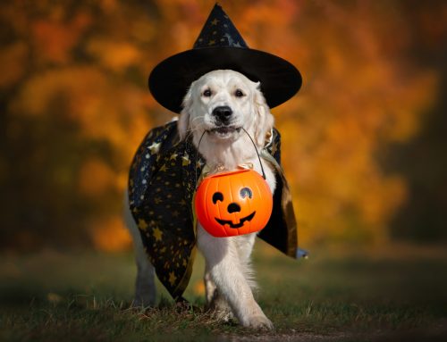 Halloween Pet Safety Do’s and Don’ts