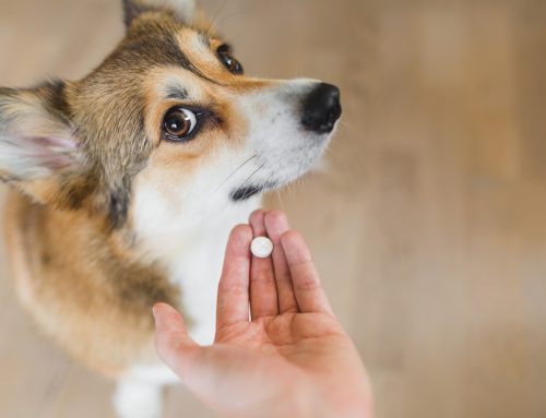 9 Tips for Administering Medication to Your Pet