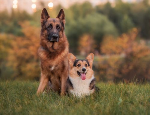 Common Breed-Related Health Problems in Dogs and Cats