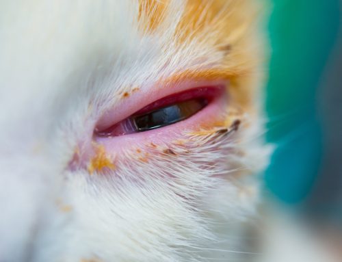 Feline Viral Diseases 101: A Guide for Cat Owners