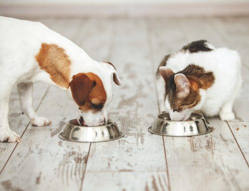 7 Pet Nutrition Myths Busted: What’s the Real Deal?