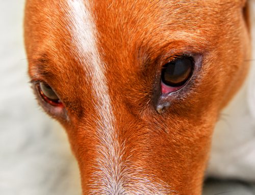 The Eyes Have It: Recognizing and Treating Common Pet Eye Problems