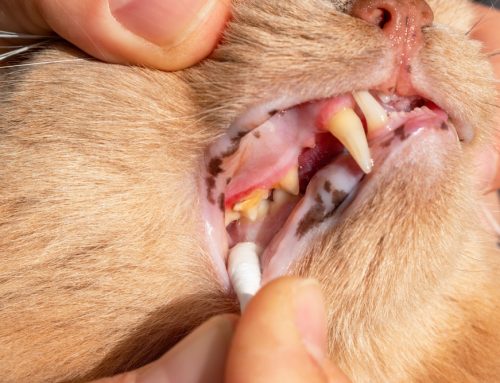 Understanding Resorptive Lesions: Essential Dental Care for Your Cat